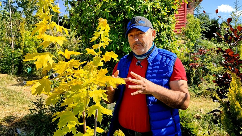 acer plata gold1_1.3.1